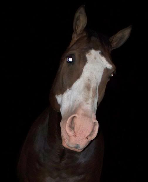 Forehead "swirl" determines personality? The Horse Forum